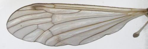 Réf. 182 067 : Prionolabis hospes